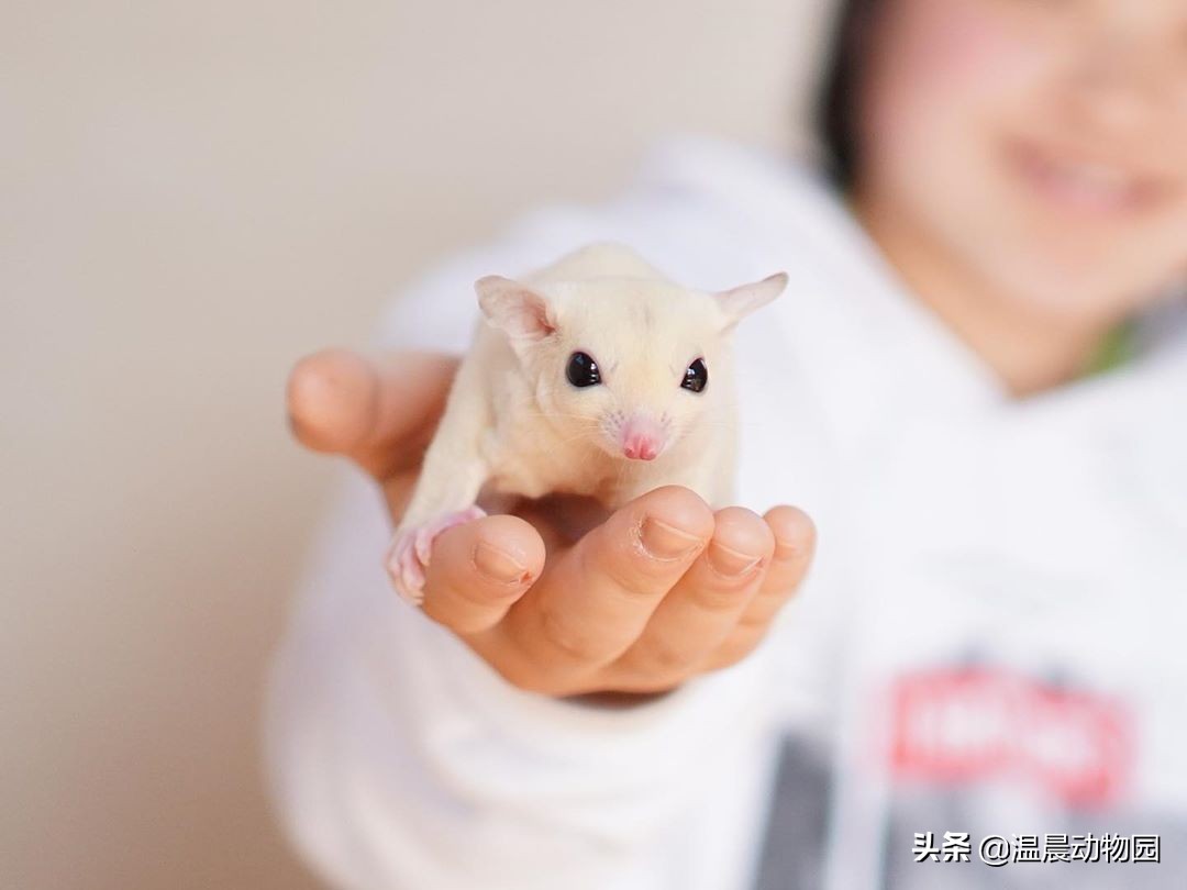 蜜袋鼯脏不脏,小蜜袋鼯可以洗澡吗