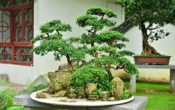 鑺辨捣鐩嗘櫙鍥剧墖娆ｈ祻,涔愬姩鑺辨捣宕囧窞