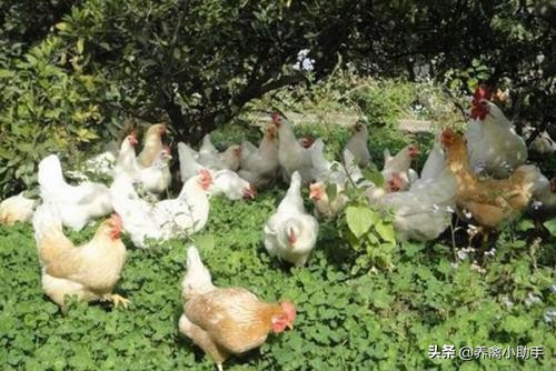 散养土鸡养殖成本计算方法有哪些,散养土鸡的成本与利润是多少