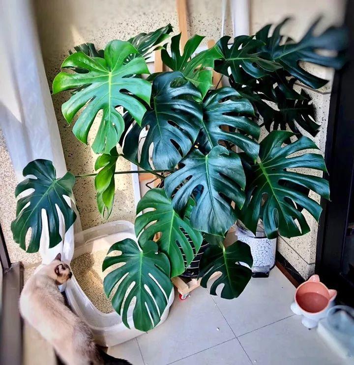 7种可以改善室内空气质量的绿植,7种花寓意美好净化空气花开不断