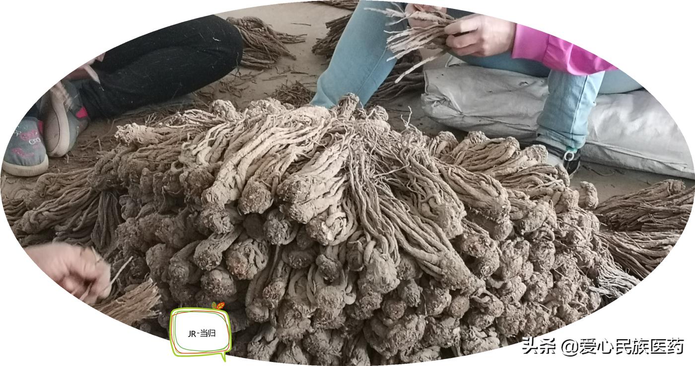 中华医药妇科圣药视频,当归对妇科的功效与作用