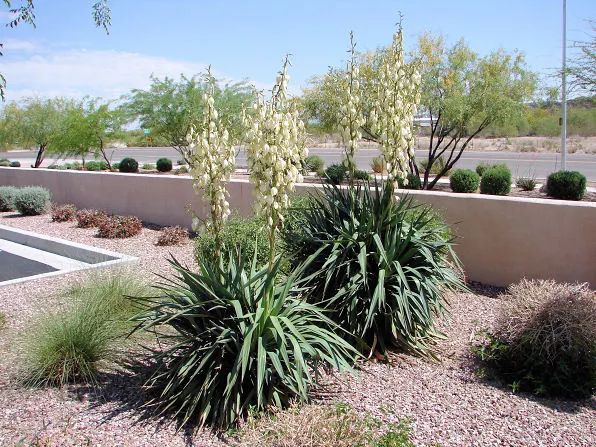 干货分享种植小技巧,混合花境设计与种植建议