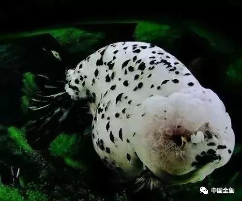 鱼药大全与使用,鱼药的正确使用方法视频