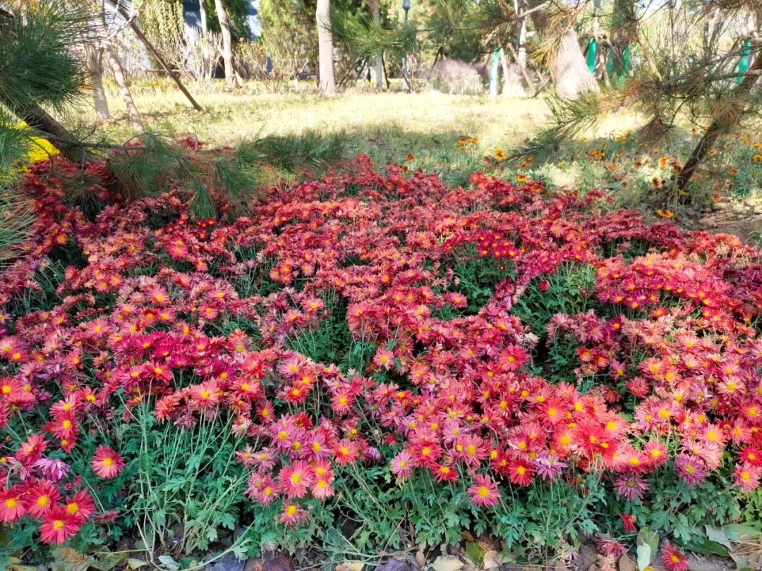 天坛公园周边,天坛旁边的公园