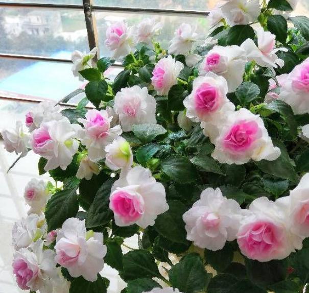 过期药片是养花宝贝肥效强10倍,用废旧过期的药片养花小经验