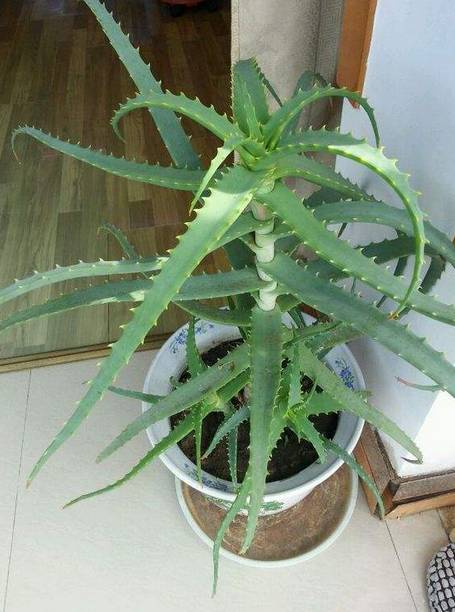 耐活好养的盆栽植物芦荟,芦荟全身都是宝