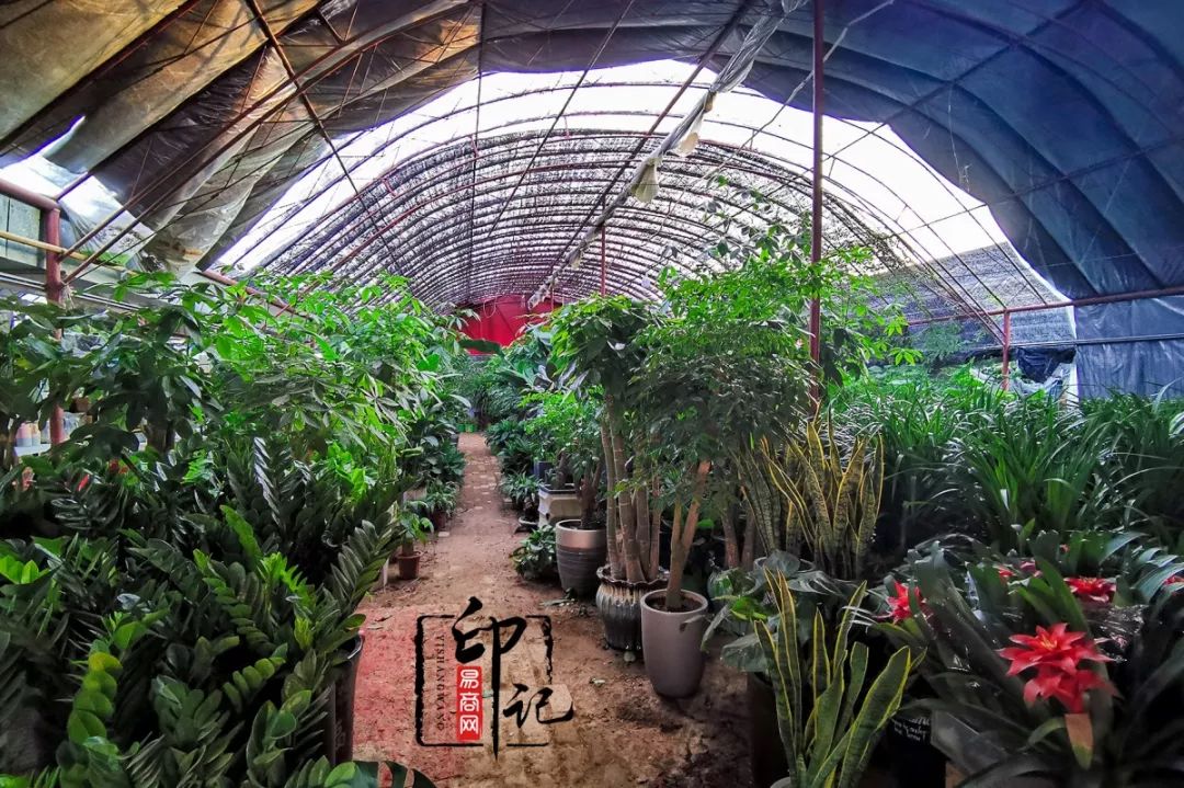 商丘花鸟批发基地,商丘花鸟市场地址