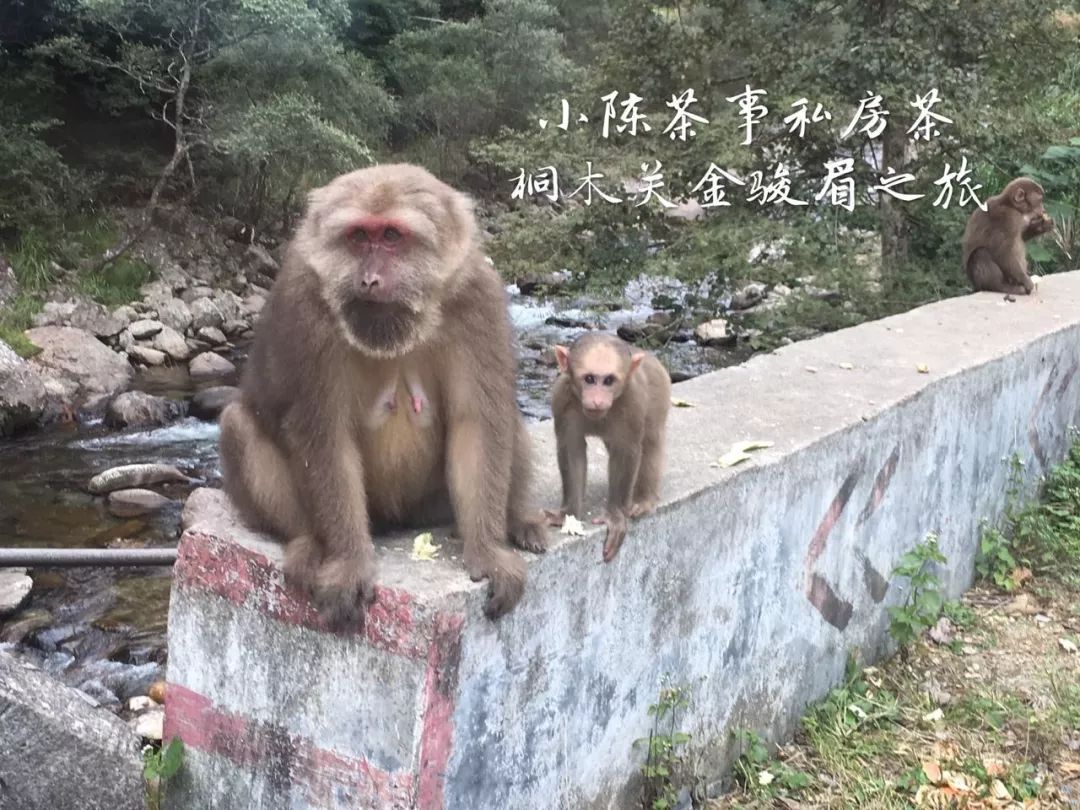 几年的红茶还能喝吗,20多年的红茶还能喝吗