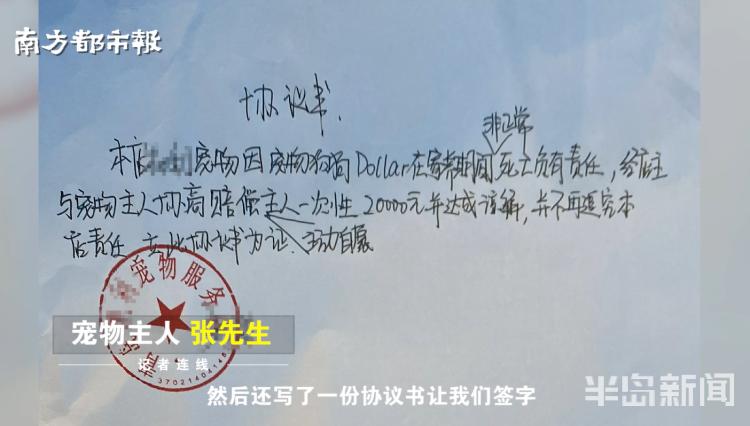 青岛宠物店柯基寄养被打死,狗在宠物店猝死