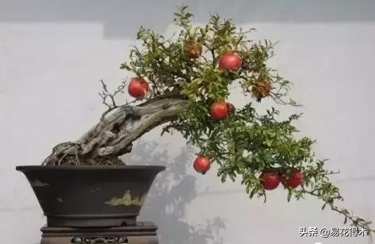石榴盆景教程,石榴盆景养护小视频