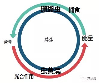 超低营养盐的海缸可以长期玩吗,海缸营养盐高不长藻