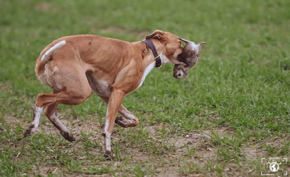 狗狗也可以抓老鼠,上万只狗狗抓上万只老鼠