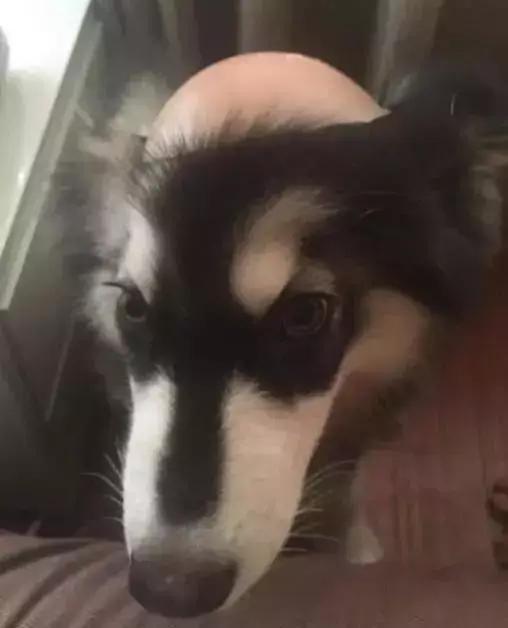 一觉醒来，家里的狗子秃顶了？！