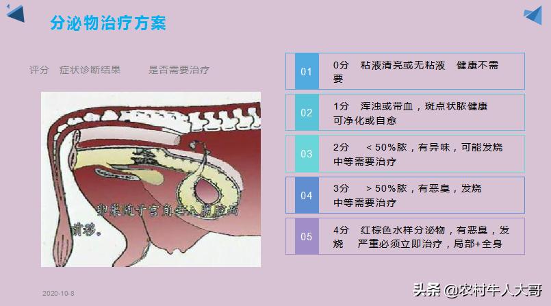 奶牛产后子宫净化保健实施方案ppT课件