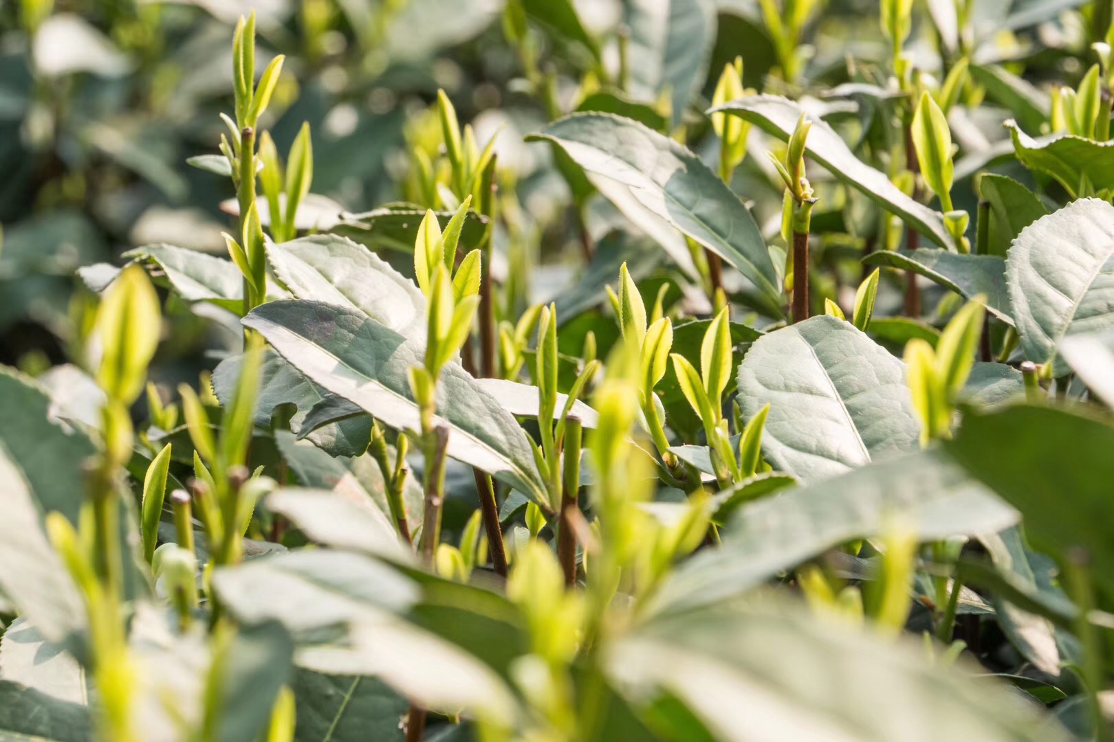西湖龙井茶冲泡方法简介,西湖龙井茶如何冲泡
