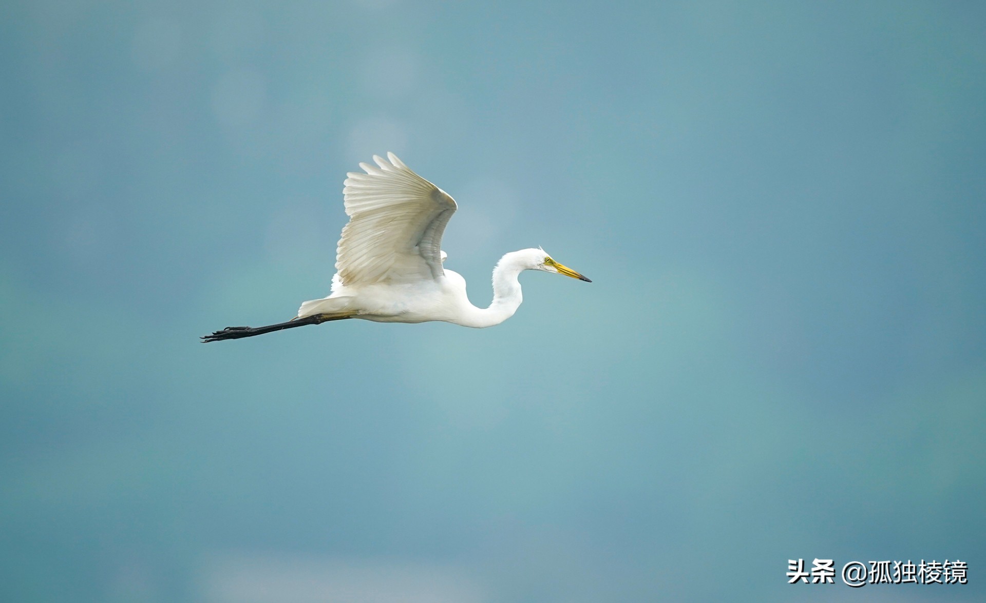 白鹭拍摄测光曝光技巧,白鹭的拍照技术