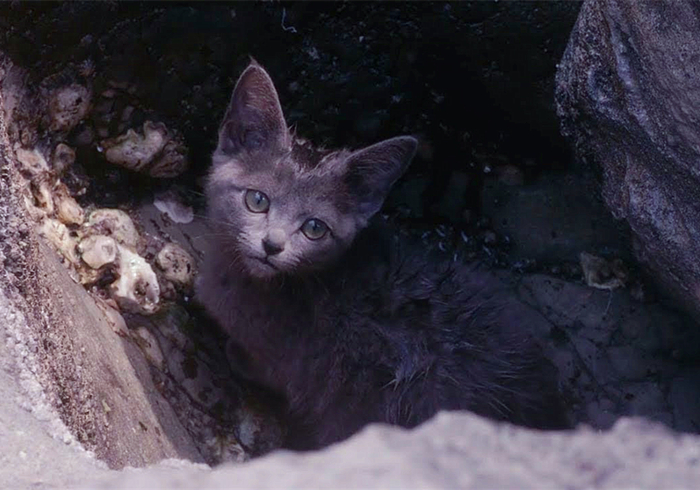 救助流浪猫不让刷礼物,救助流浪猫但是猫猫不动