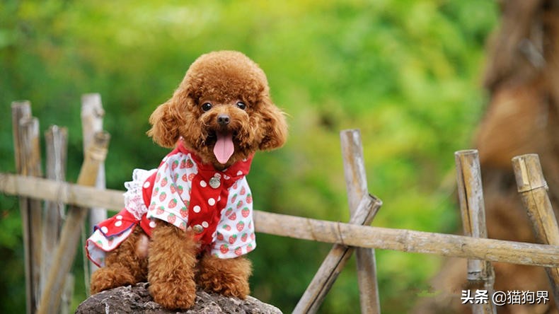 泰迪为什么那么惹人讨厌,为什么讨厌泰迪