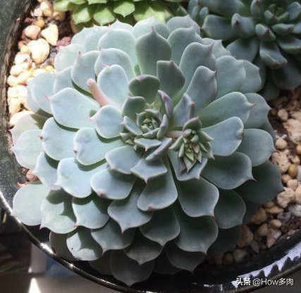 初夏已来临,多肉华丽风车植物