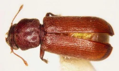 蛀干类害虫数据处理方式,树干小蠹虫如何防治