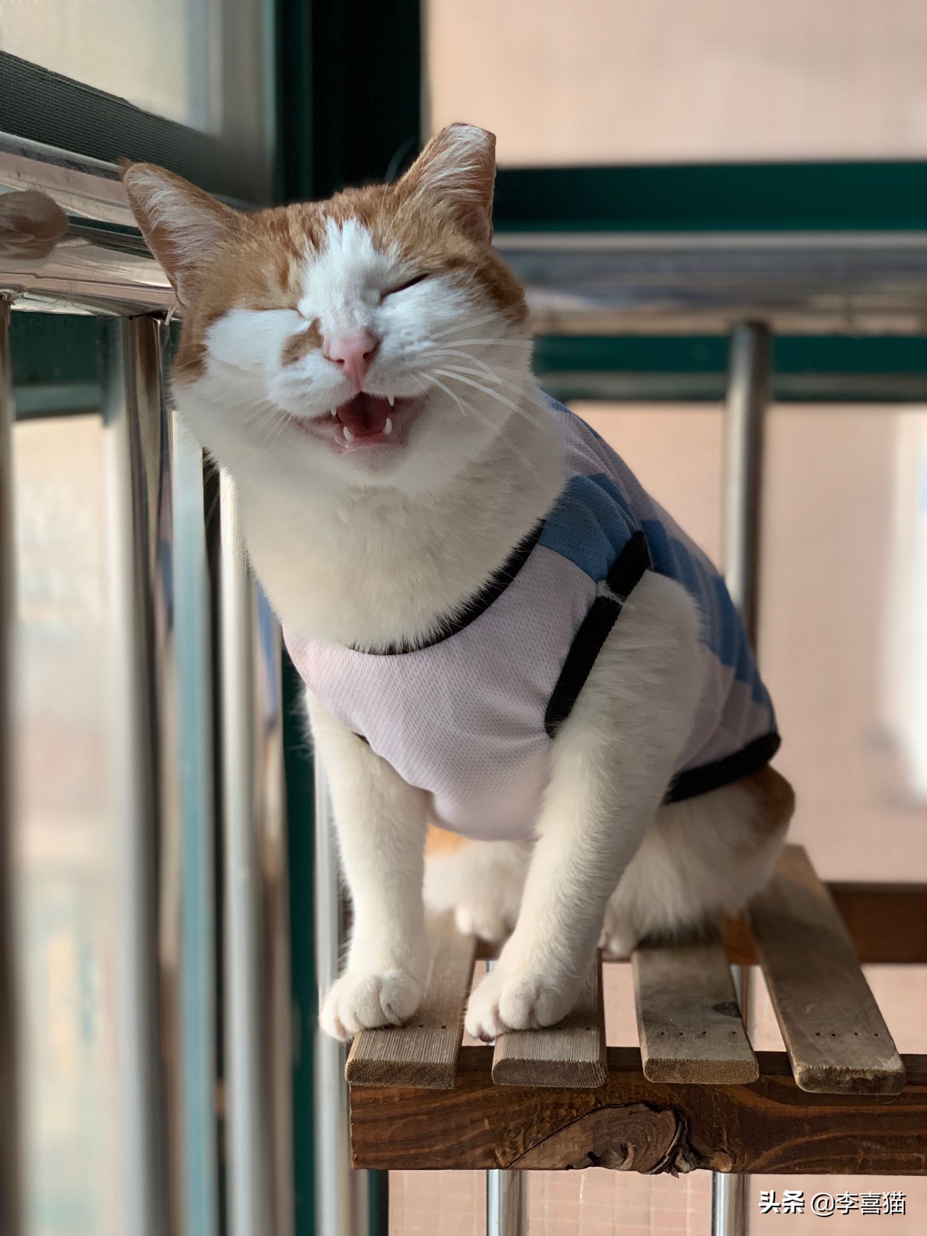 橘猫噬元兽,噬元兽为什么选择橘猫