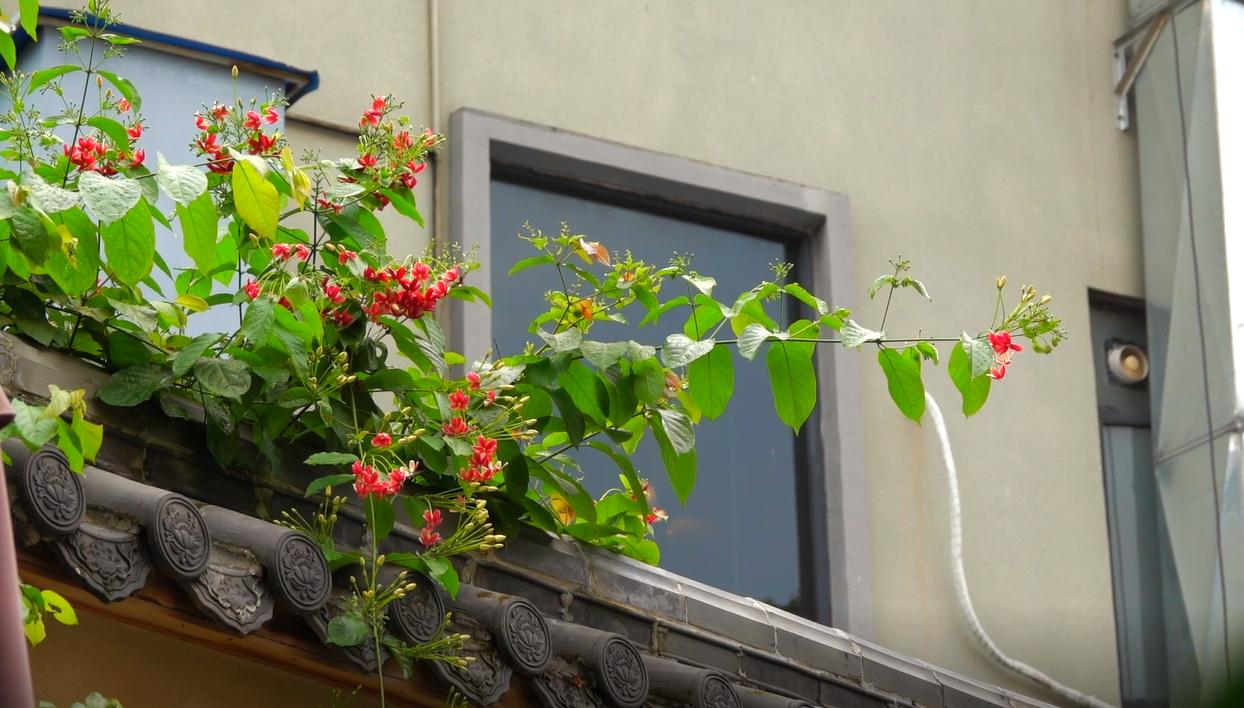 肇庆鼓浪屿风景区,肇庆鼓浪屿夜景