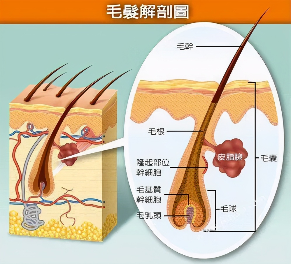 头发脱落时根部的小黑点是毛囊吗,脱落头发毛囊萎缩坏死