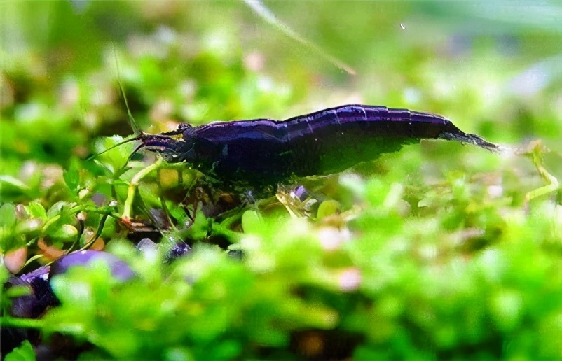 囊螺爆缸会不会导致黑壳虾死亡,10几只黑壳虾一个冬天能爆缸吗