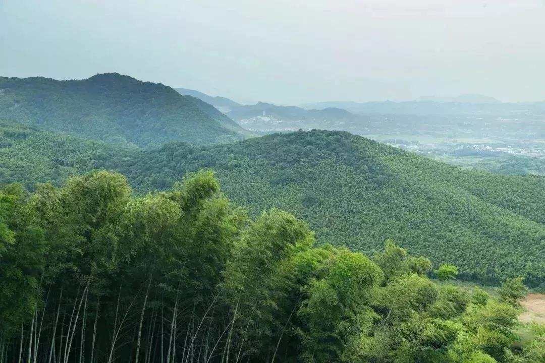 竹产业商业模式,如何推动竹产业高质量发展