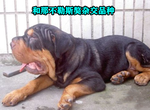 成年罗威纳犬多少钱一只纯种,罗威纳长嘴立耳是纯种的犬吗