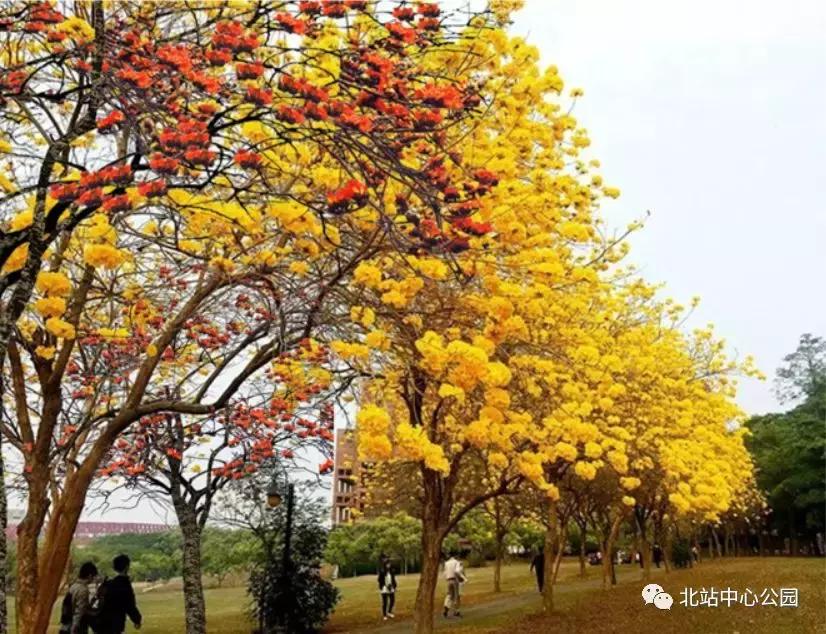 深圳将建8万人专业足球场,全国最大足球公园