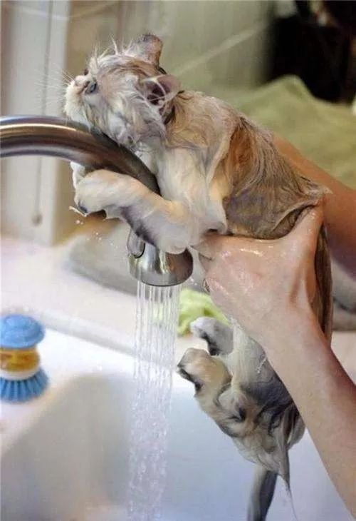 冬天给猫咪洗澡,小狗冬天洗澡注意事项