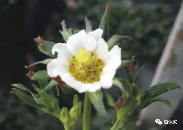 大棚草莓常见病虫害防治方法,南京地区草莓病虫害防治的现状