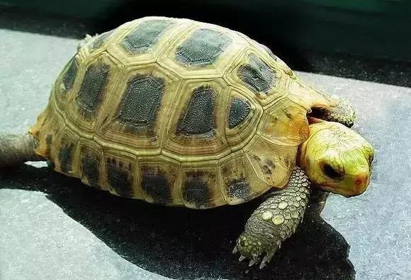 你知道乌龟能活多少岁吗,巴西涂了漆的龟能活多久
