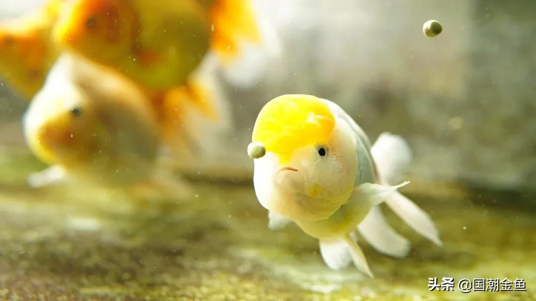 养鱼七律,养鱼七言诗