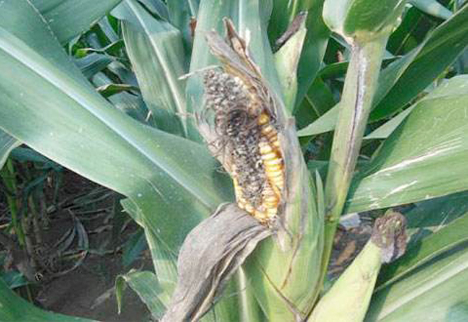 玉米穗腐病最佳防治时间,玉米穗期病虫害有哪些
