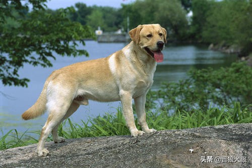 拉布拉多刚接回来太顽皮怎么处理,拉布拉多总是兴奋扑人怎么纠正