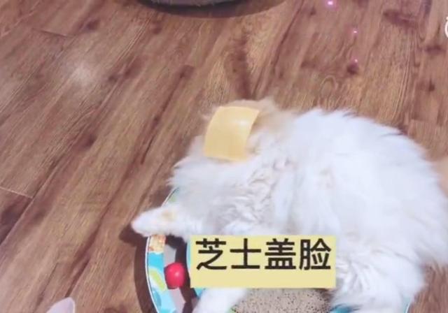 芝士为什么能顶住猫,最近网上说一片芝士就能封印猫咪