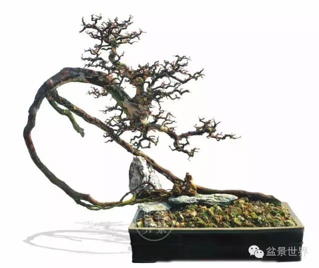 根艺盆景大全欣赏,文人根艺盆景精品大全图