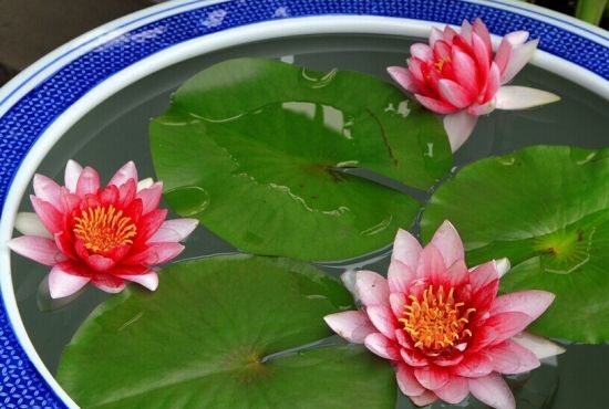睡莲不开花？有3个不开花的原因，看看你犯了没