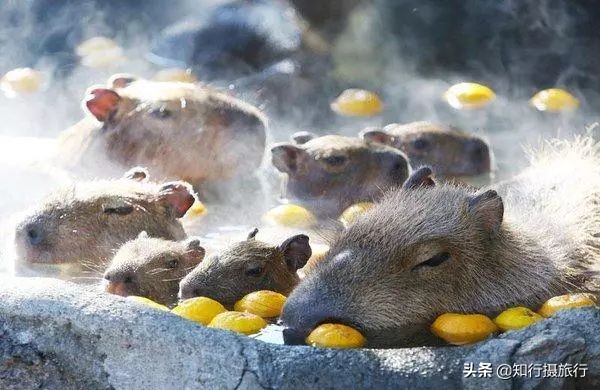 日本“神兽”不只有奈良鹿，日本网红动物主题旅行攻略