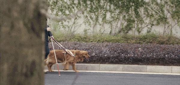 导盲犬被热议视频,导盲犬为什么被指责