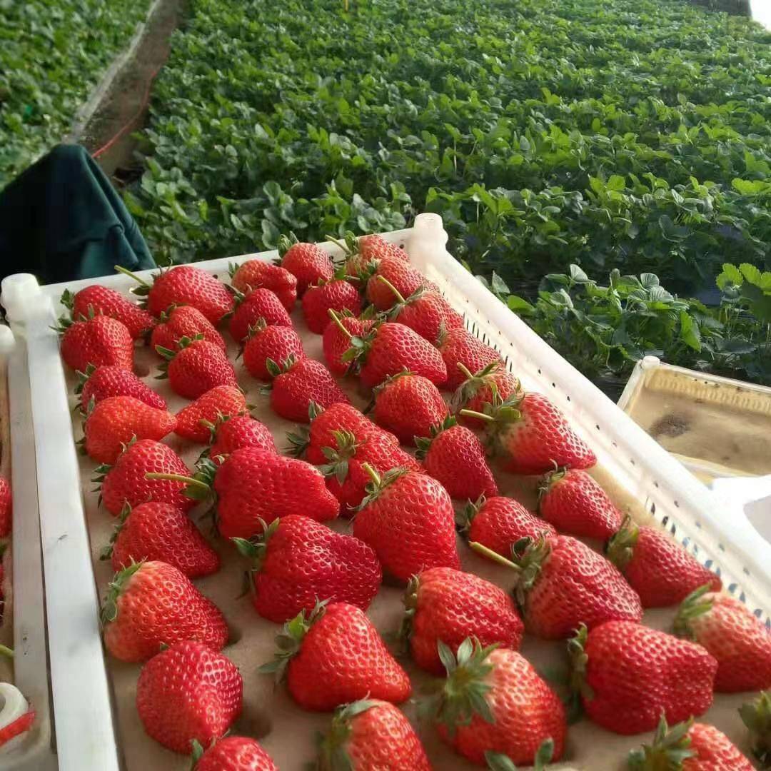 怎么辨别真假丹东草莓 (丹东九九草莓真假鉴别)