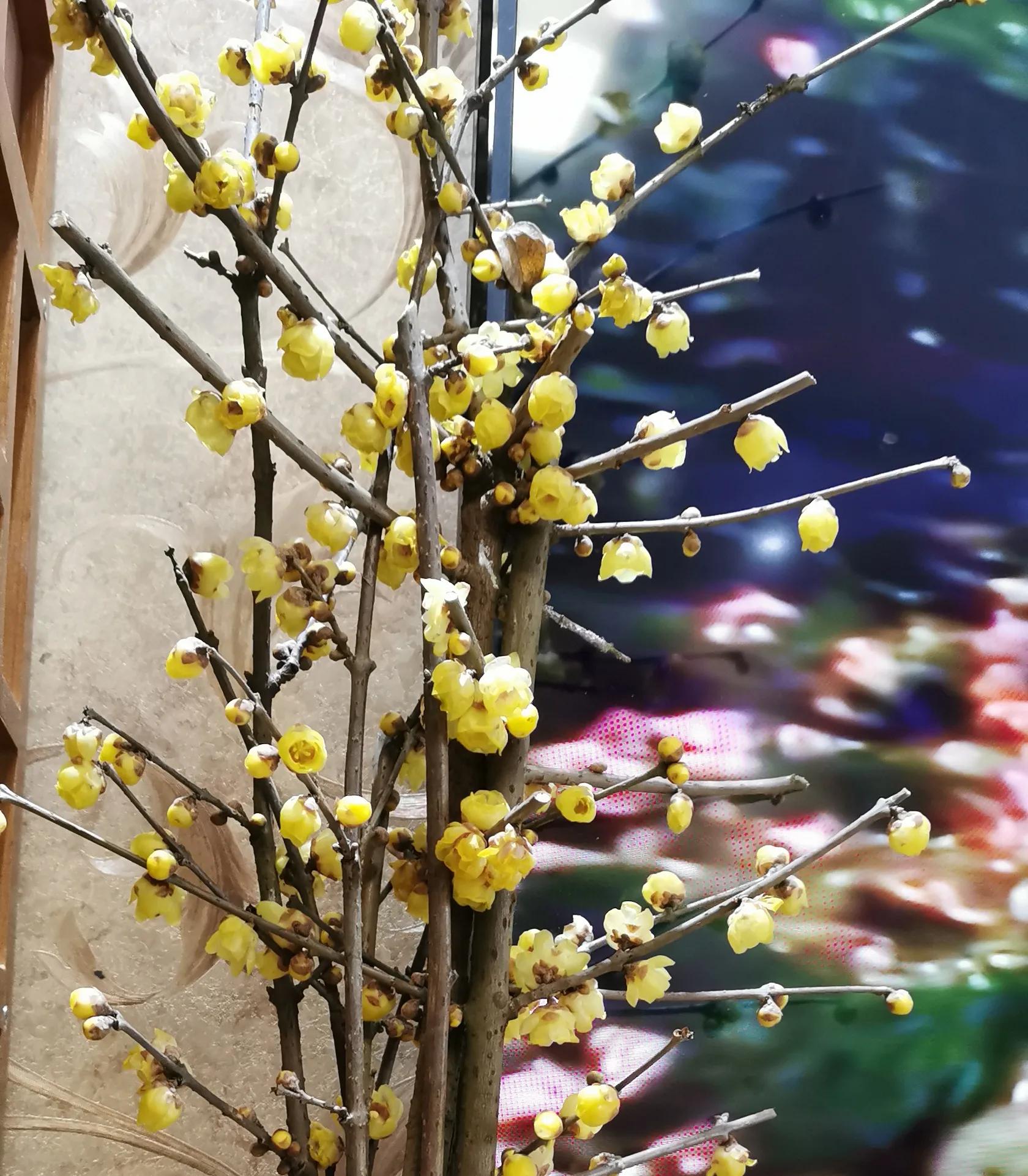 迟来的爱金润吉,迟来的深情