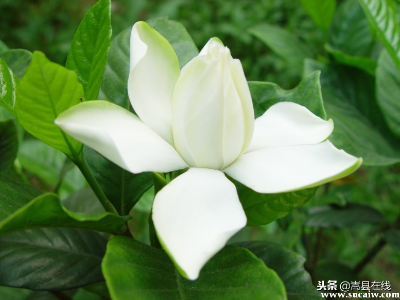 农村比较常见的中草药,农村不可碰的十种草药