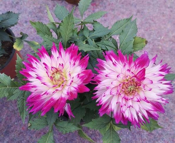 大丽花叶子发黄怎么急救,大丽花地栽以后黄叶