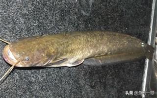 鲶鱼钓法技巧野钓,野钓鲶鱼怎么样钓视频讲解