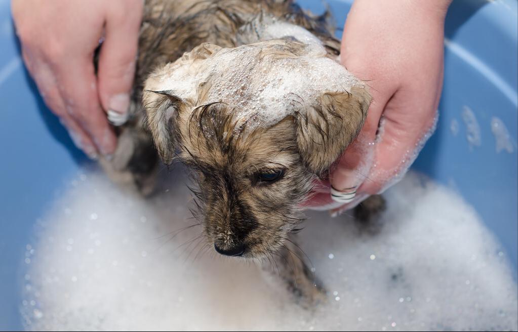 狗狗该咋养新手必看养狗知识点,新手养狗怎么教狗狗上厕所