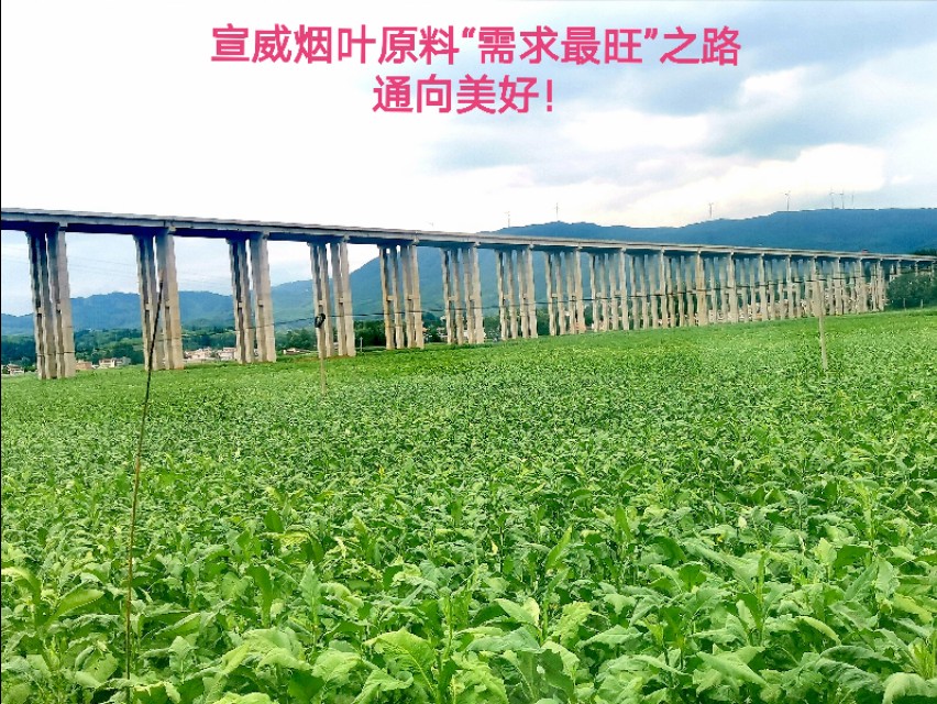 种下“绿叶子”   烤出“黄叶子”   换来“金票子”