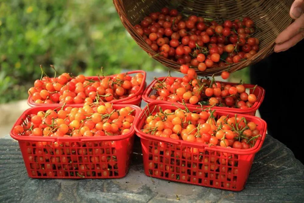 人间最美四月天，十里樱桃红满园